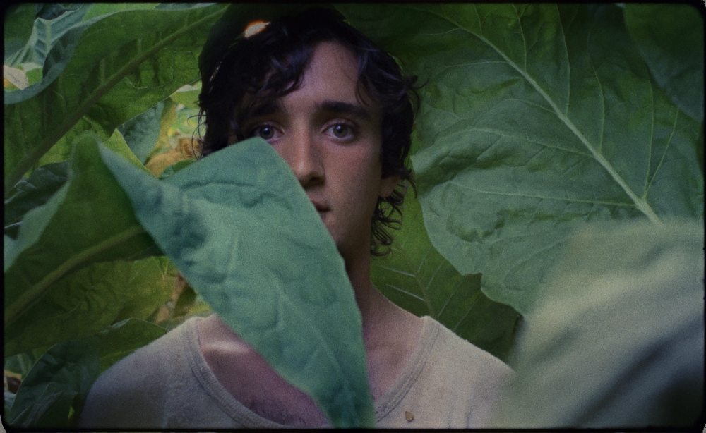 lazzaro felice