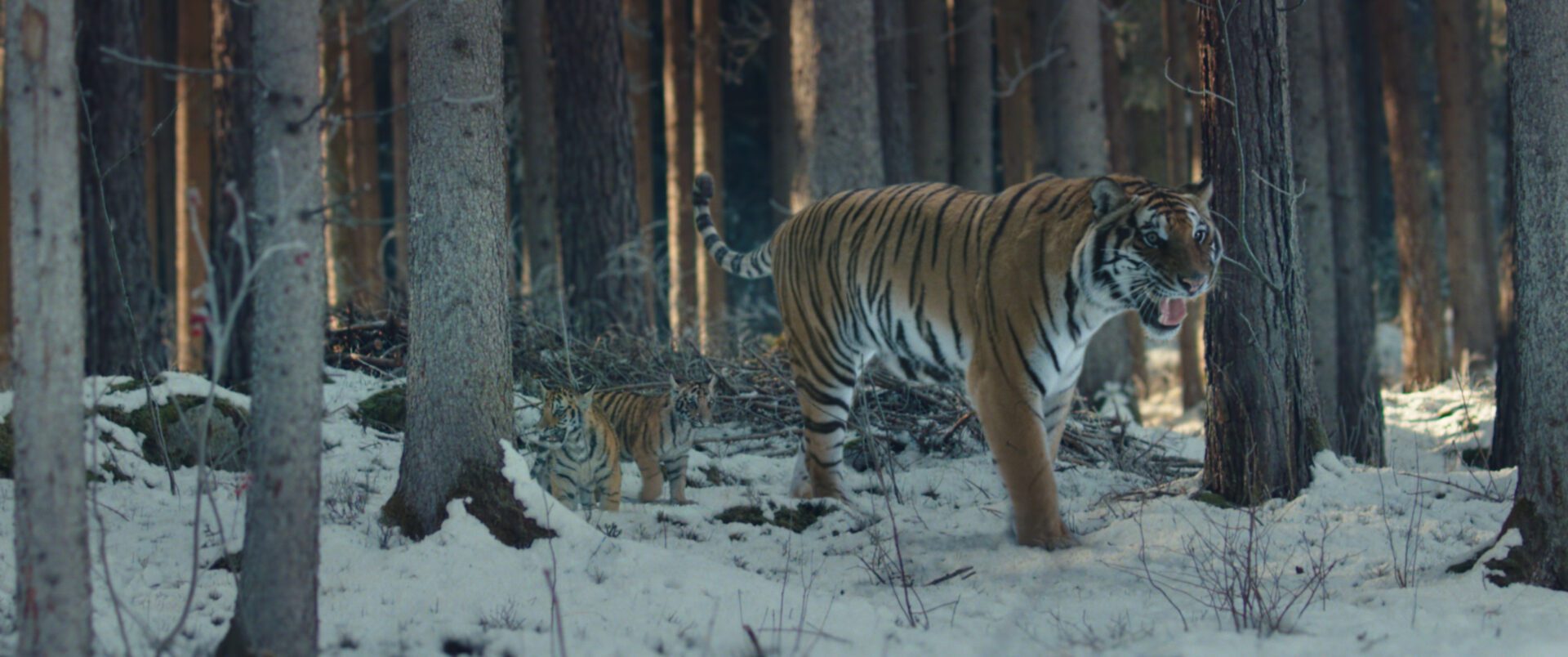 Il ragazzo e la tigre, le foto del film con Claudia Gerini Il ragazzo e la tigre, le foto del film con Claudia Gerini