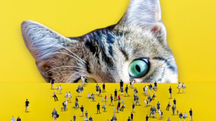 Animali metropolitani