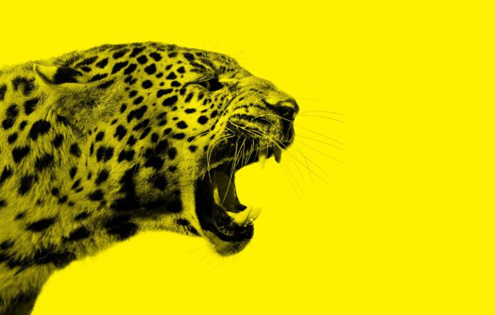 Locarno 2025
